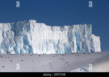 Muchos de los pingüinos en iceberg a la deriva. Saltando, sentado, nadando sobre el hielo de fondo. Vista al hielo de la Antártida. Foto de stock
