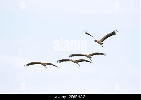 Madera Stork (Mycteria americana), Pantanal, Mato Grosso, Brasil. Foto de stock