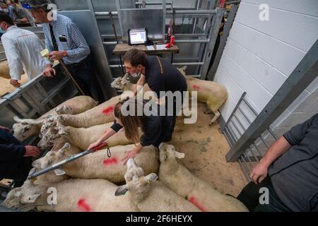 Ovejas entrando en el anillo en una venta de ovejas reproductoras en un mercado de subastas de ganado durante la pandemia de Covid-19 de 2020, Cumbria, Reino Unido.
