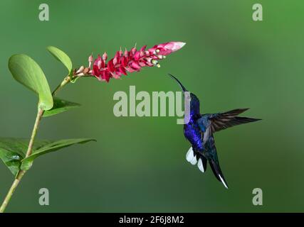 Colibrí de Sabrewing violeta (Campylopterus hemileucurus) En vuelo alimentándose de flores en Costa Rica Foto de stock