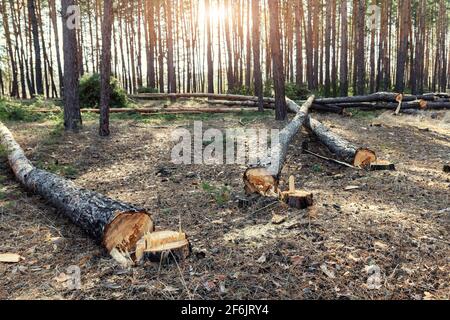 Talando grandes troncos de pino conífero en el paisaje del bosque. Deforestación comercial industrial. Naturaleza desastre y medio ambiente peligro concepto