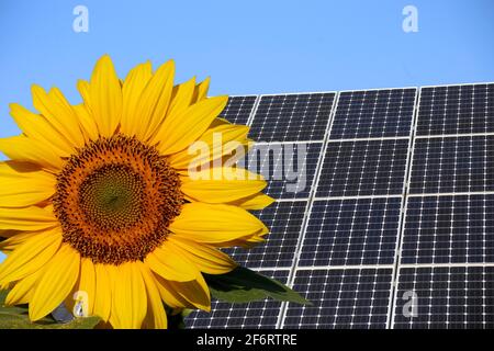 Imagen del símbolo: Techo solar (fotovoltaica) con girasol en primer plano  Fotografía de stock - Alamy