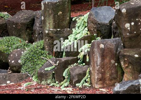 Sydney (Australia), tallos de sedum morganianum longitudinal o cola de burro en el jardín de rocalla