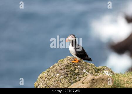 Famoso pájaro faroés - puffin en el borde de la costa de la isla de Faroe Mykines en el océano Atlántico. Islas Feroe, Dinamarca. Fotografía animal Foto de stock