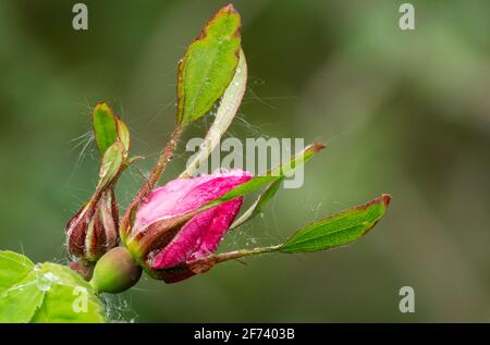 América del Norte; Estados Unidos; Alaska; Parque Nacional Denali; plantas; Flores silvestres; Rosa silvestre; Rosa acicularis; Bud Foto de stock