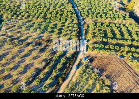 Vista aérea de una finca con olivos. Foto de stock