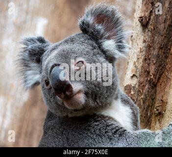 Retrato de un bebé oso koala aferrado a un árbol y mirando a la cámara en su hábitat natural. Primer plano