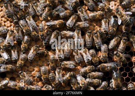 Los trabajadores de las abejas melíferas (Apis mellifera) en panal de miel, Reino Unido