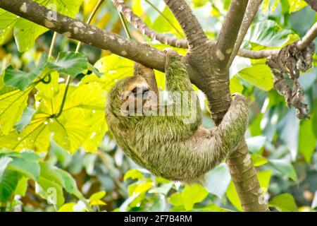 Sloth de garganta pálida, Bradypus tridactylus, Sloth de tres dedos, Selva Tropical, Parque Nacional Marino Ballena, Uvita de Osa, Puntarenas, Costa Rica, Foto de stock