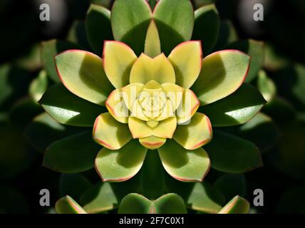 Aeonium Nobile Una planta suculenta con grandes rosetas de hojas verdes carnosas, variegadas y puntas rojas copiosas. Foto de stock