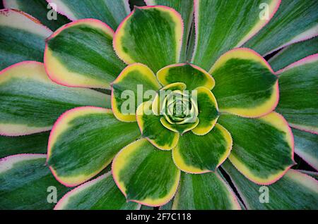 Aeonium Sunburst, una planta suculenta con grandes rosetas de hojas verdes carnosas y variadas y puntas rojas copiosas. Foto de stock