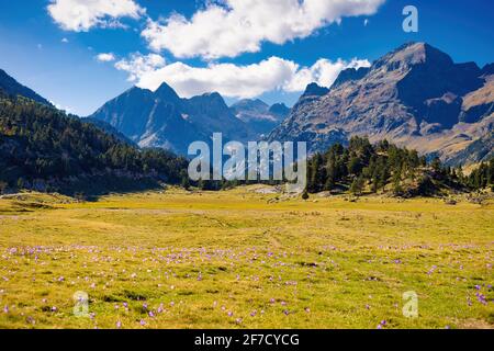 Vista de un prado con flores con los picos de Tuca Salbaguardia en el fondo, Benasque, Aragón, España