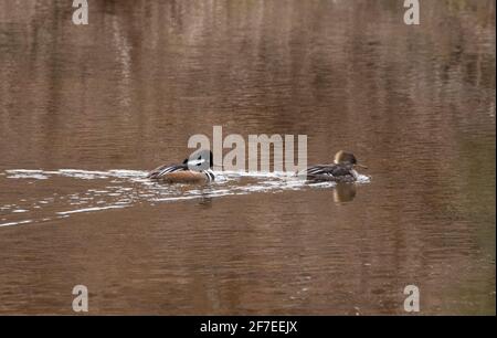 Un Merganser con capucha (Lophodytes cucullatus) pareja de cría en el agua en primavera Foto de stock