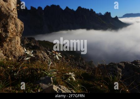 Dolomitas, Dolomitas, Südtirol, Italien, Nebel über einer Wiese mit Edelweiss am Wegesrand in den Dolomitas in Südtirol in Italien Foto de stock