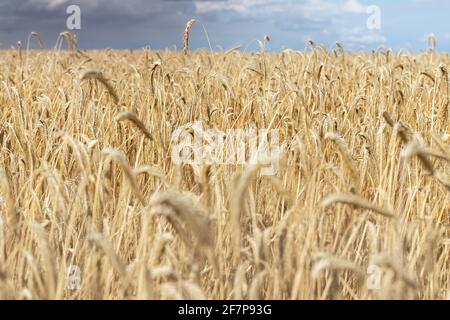 Paisaje dramático escénico de campo maduro del tallo del trigo orgánico dorado contra el cielo nublado lluvioso oscuro tormentoso. Crecimiento de la cosecha de cereales