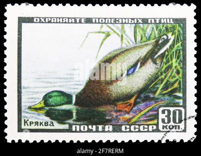 MOSCÚ, RUSIA - 17 DE ENERO de 2021: Sello postal impreso en Unión Soviética muestra Mallard (Anas platyrhynchos), Fauna de la serie URSS, alrededor de 1957 Foto de stock