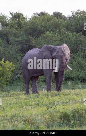 Elefante africano (Loxodonta africana). Solitario vivo toro o hombre.