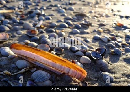 FRA, Frankreich, Le Touquet-Paris-Plage, 28.12.2017: Muscheln auf dem Strand bei Ebbe en Le Touquet Foto de stock