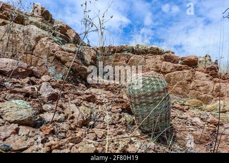 Cactus. Mamilaria. .Cuenca del Río San Pedro, Naturalia Foto de stock