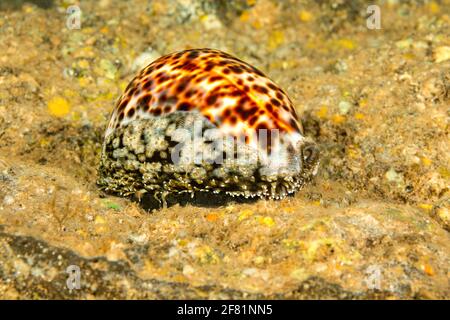 El tigre cowry, Cypraea tigris, es una de las mayores y más comunes cowries en Hawai.