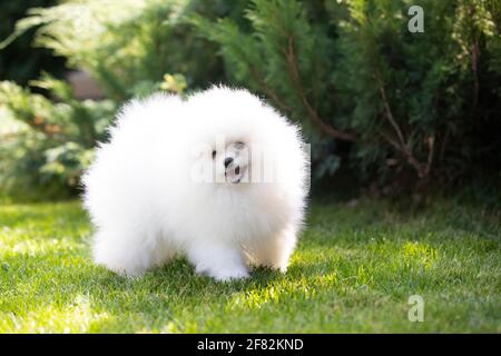 Perro, cachorro de raza Pomeranian spitz de color blanco jugando en un césped verde