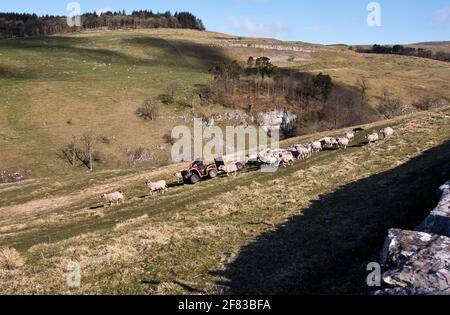 Primavera, Clapdale cerca de Clapham en el Parque Nacional Yorkshire Dales. Un granjero reúne sus ovejas de Swaledale para llevarlas a tierra baja para lamer. Crédito: John Bentley/Alamy Live News Foto de stock