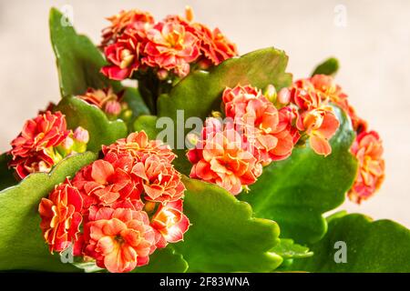 Flor naranja o roja con hojas verdes de flor de Kalanchoe, enfoque selectivo en la inflorescencia más cercana Foto de stock
