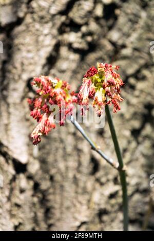 Acer negundo flores Arce de fresno Foto de stock