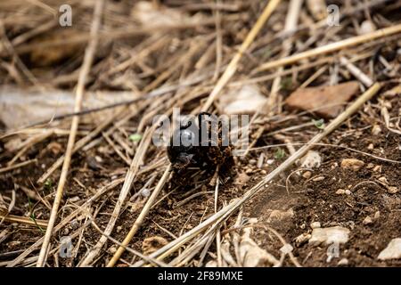 Primer plano de un pequeño escarabajo de pie sobre el barro tierra Foto de stock