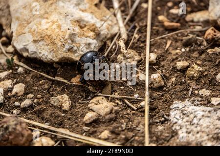 Primer plano de un pequeño escarabajo de pie sobre el barro tierra Foto de stock