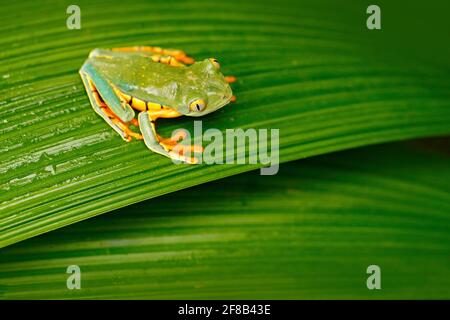 Rana de hoja de ojos dorados, calcarífero Cruziohyla, rana verde amarilla sentada sobre las hojas en el hábitat natural de Corcovado, Costa Rica. Anfibios de t