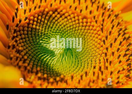 Primer plano de un estambre de girasol amarillo Fotografía de stock - Alamy