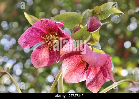 Rosa oscuro lenten flores de color rosa lat. Helleboro orientalis cerca en el jardín de primavera con fondo de bokeh
