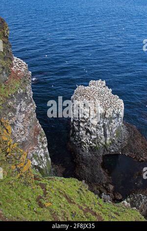 Ganetos del norte (Morus bassanus) que se reproducen en nidos en la colonia gannetry / gannet en Stori Karl, pila de mar en Langanes, Nordurland Eystra, Islandia Foto de stock