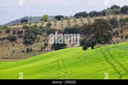 Campo de trigo verde en Andalucía (España) con un camino que conduce hacia una encina centenaria Foto de stock
