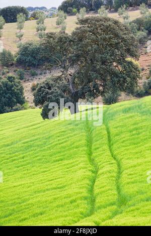 Campo de trigo verde en Andalucía (España) con un camino que conduce hacia una encina centenaria Foto de stock