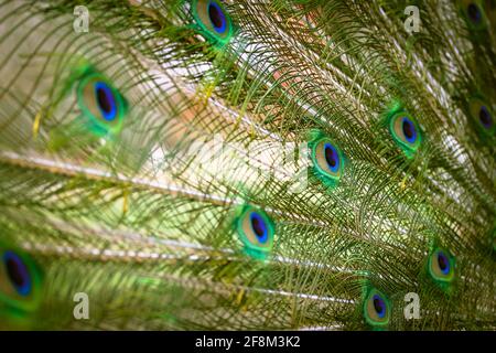 pavo real pluma fondo, pavo real pluma, pavo real pluma textura