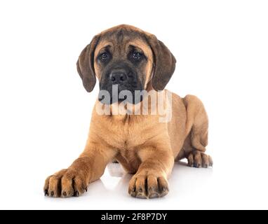 Cachorro mastín italiano delante de un fondo blanco
