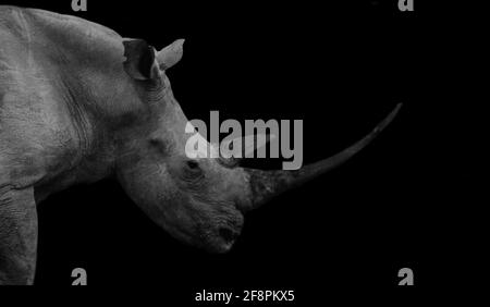 Cara de rinoceronte africano grande y peligrosa en el fondo negro