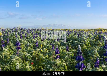 Un campo de flores florecientes de altramuces púrpura. Los Altos del Golán. Israel Foto de stock