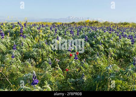 Un campo de flores florecientes de altramuces púrpura. Los Altos del Golán. Israel Foto de stock