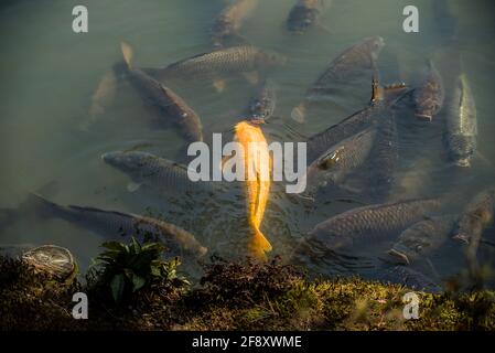 Carpa koi de oro. Peces japoneses nadando bajo el agua en el estanque, el lago rodeado de koi negro Foto de stock