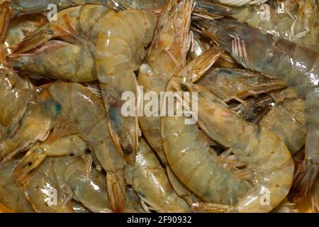 Litopenaeus setiferus, también conocido como camarón blanco del norte,  camarón de lago o camarón del sur, fueron las primeras especies de camarón  i comercialmente cosechado Fotografía de stock - Alamy