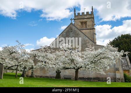 Prunus shirotae. Los cerezos florecen en el cementerio de St Faith en el pueblo cotswold de Overbury en primavera. Cotswolds, Worcestershire, Inglaterra Foto de stock