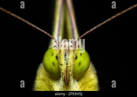 boca de mariposa, macro fotografiada sobre fondo negro, con ojos, con antenas y con probóscis Foto de stock