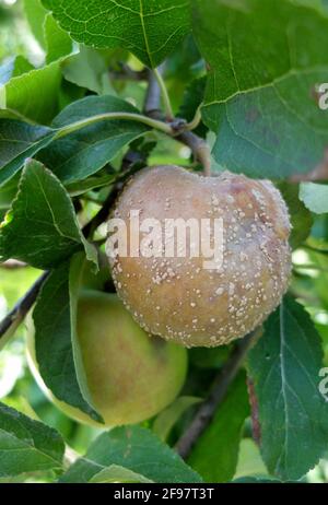 Pudrición de frutos de Monilia (Monilinia fructigena) en manzanas (Malus domestica) Foto de stock