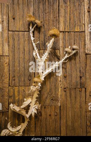 planta de cardo seca sobre una superficie de madera, vida fija Foto de stock