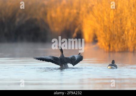 El ganso Graylag (Anser anser) en la luz de la mañana colgando sus alas en un estanque, primavera, Hesse, Alemania Foto de stock