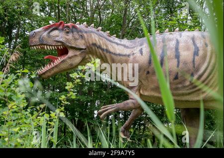 Dinosaurio Allosaurus (similar al Tyrannosaurus) como modelo en el Dinopark Münchehagen cerca de Hanover. Vivió hace unos 150 millones de años (al final del período Jurásico) en América del Norte y Europa, tenía alrededor de 9m de largo y 1,5T de peso. Foto de stock
