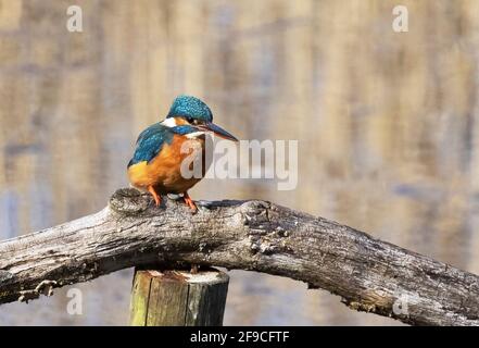 Kingfisher Reino Unido; un Kingfisher común aka Eurasian Kingfisher, Alcedo atthis, encaramado en un poste sobre el agua, Lackford Lakes Suffolk Reino Unido Foto de stock